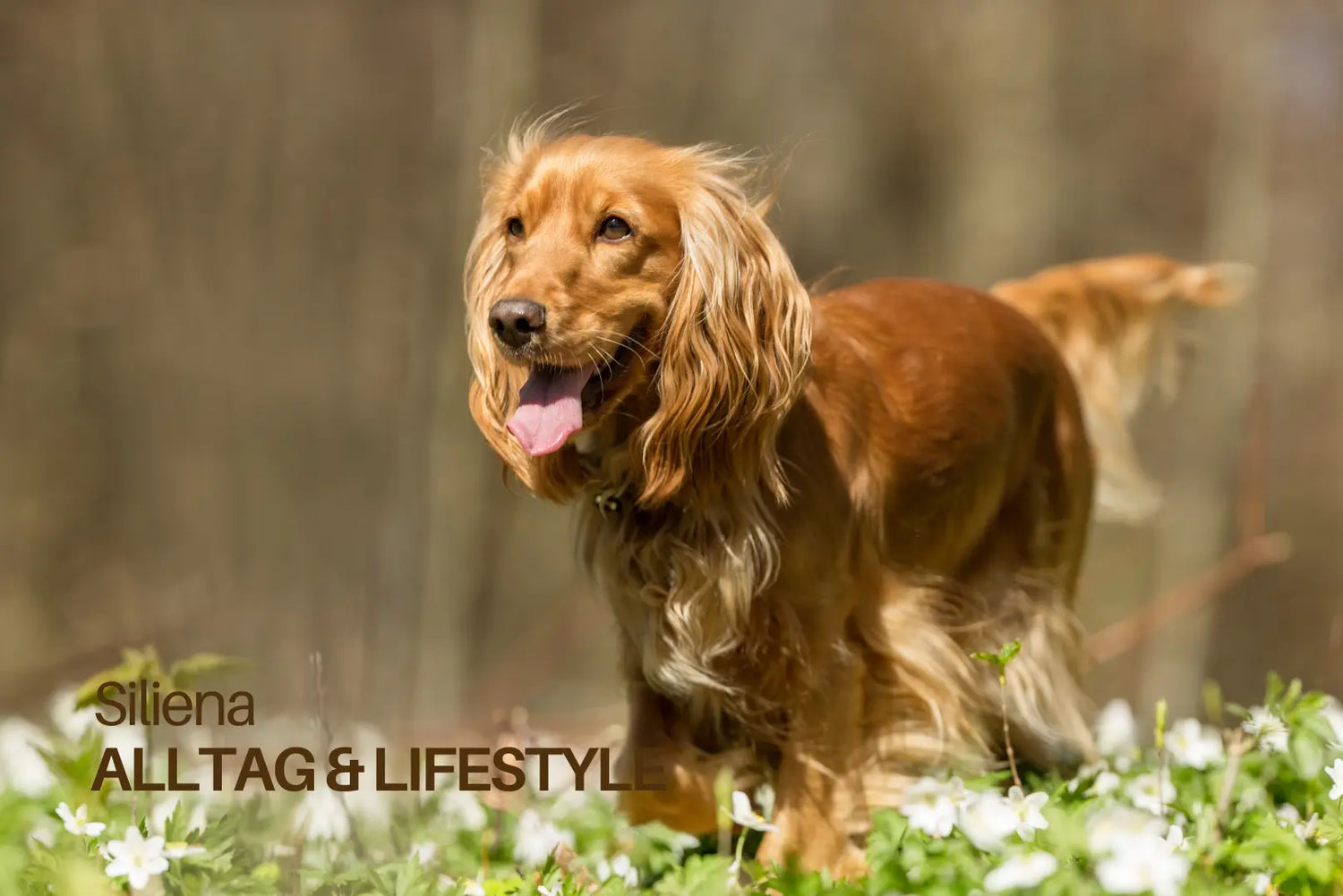 Fröhlicher brauner Spaniel läuft im Frühling durch eine blühende Wiese mit heraushängender Zunge