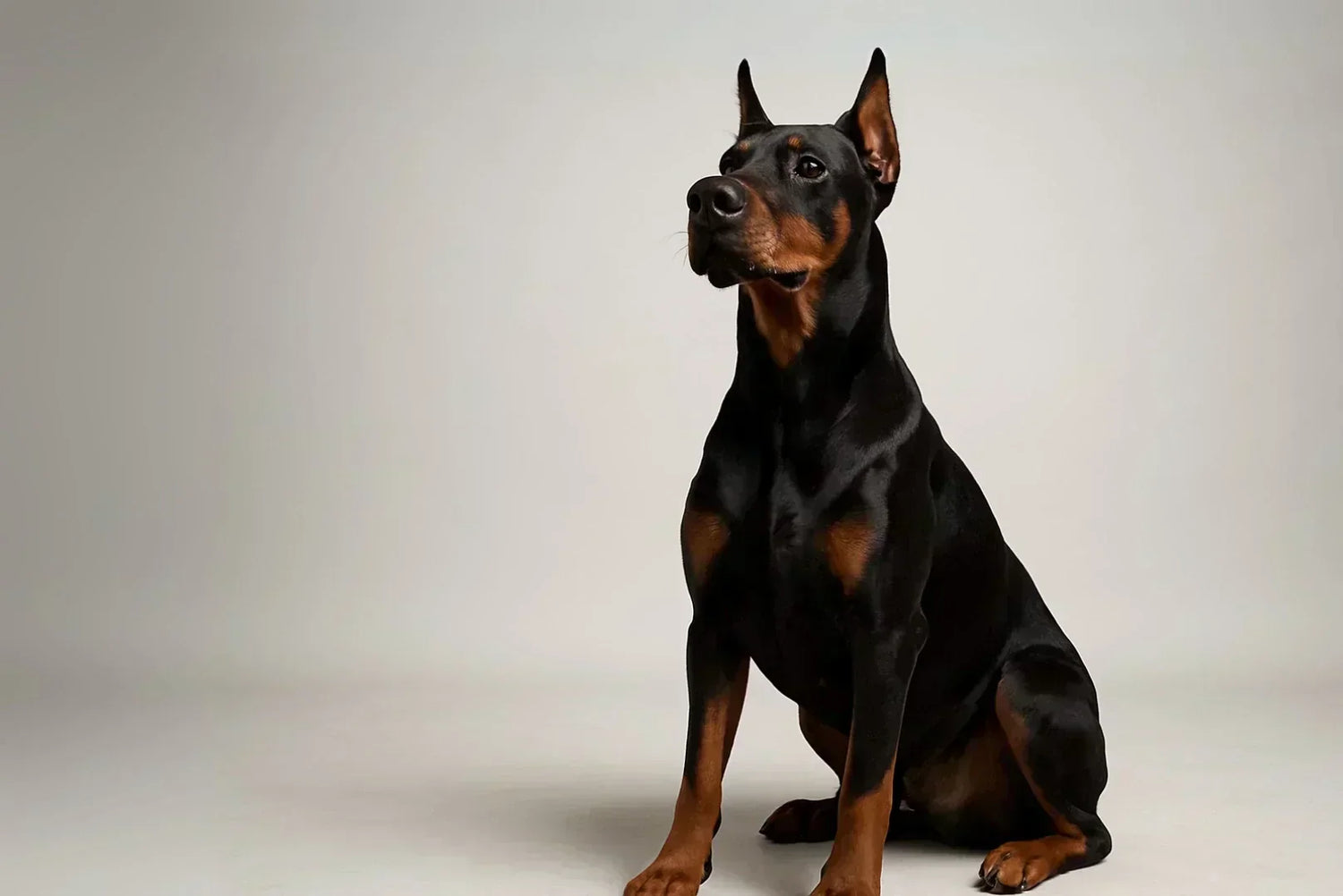 Majestätischer Dobermann im Studio, sitzend und stolz, vor hellem Hintergrund