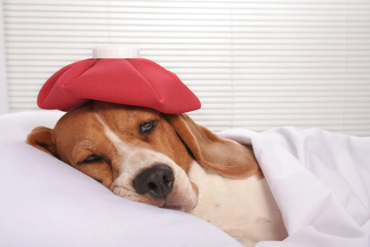 Beagle liegt krank im Bett mit roter Wärmflasche auf dem Kopf – Erste Hilfe bei Fieber und Krankheiten beim Hund.