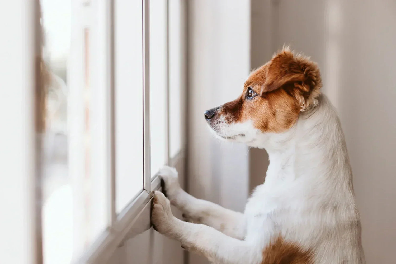 Jack Russell Terrier beobachtet aufmerksam aus dem Fenster, während er alleine zu Hause ist – Training für entspanntes Alleinsein.