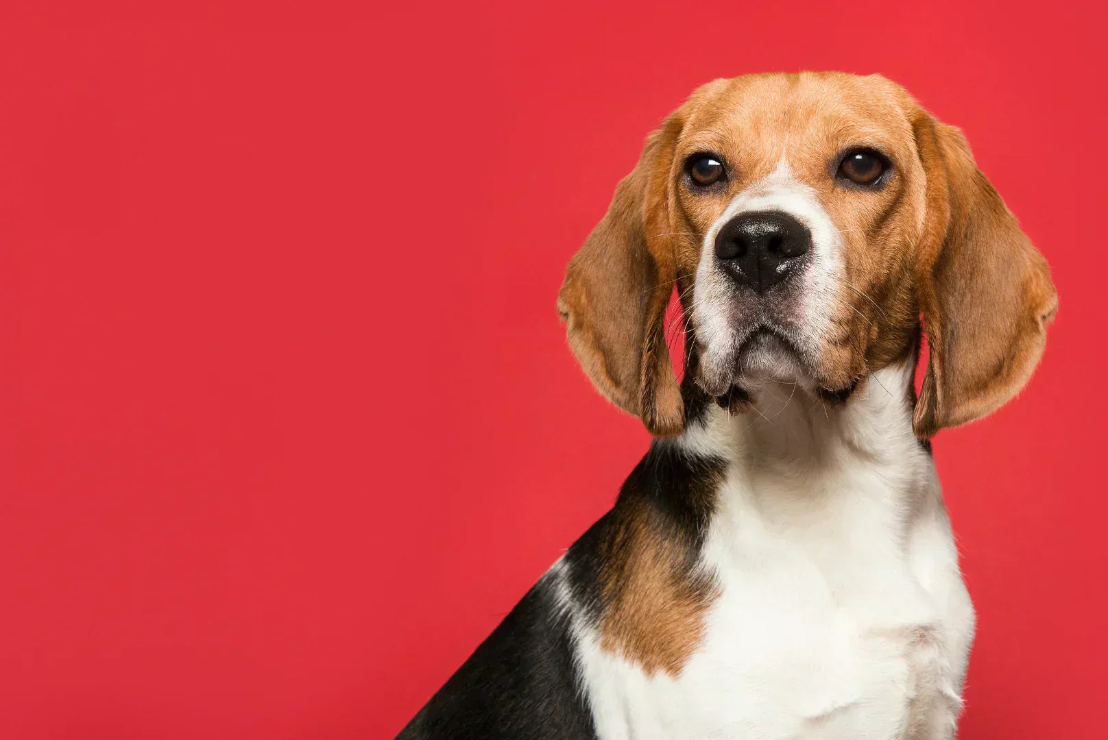 Porträt eines ausgewachsenen Beagles vor rotem Hintergrund – charakteristische lange Ohren und freundlicher Ausdruck.
