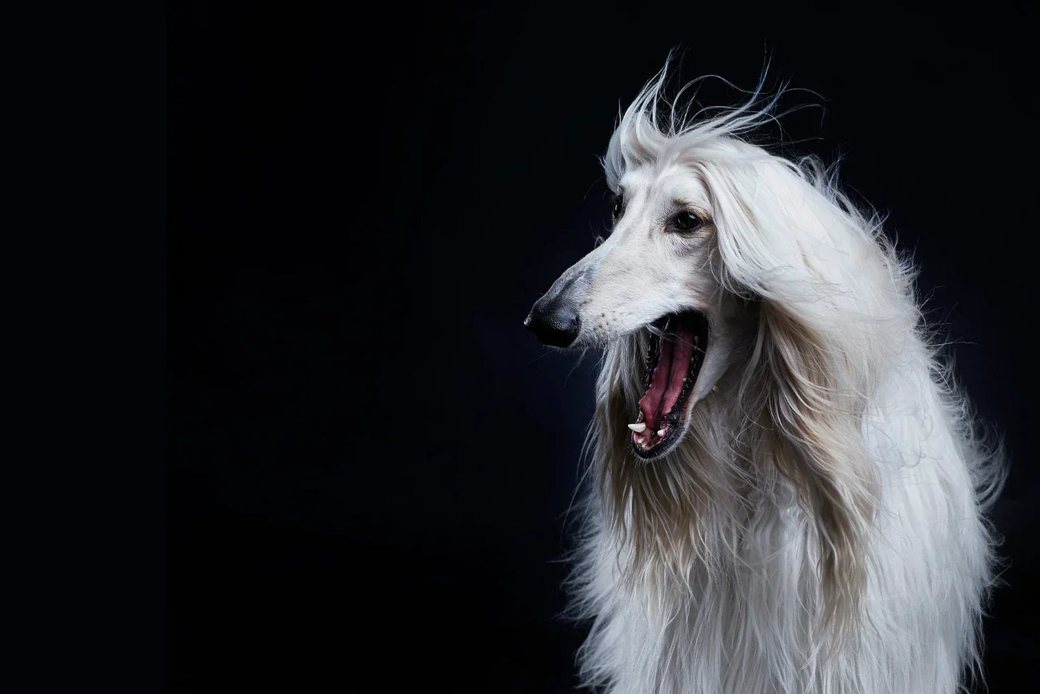 Porträt eines Afghanischen Windhunds im Studio – edles Langhaar, aristokratischer Windhund; Charakter & Fellpflege