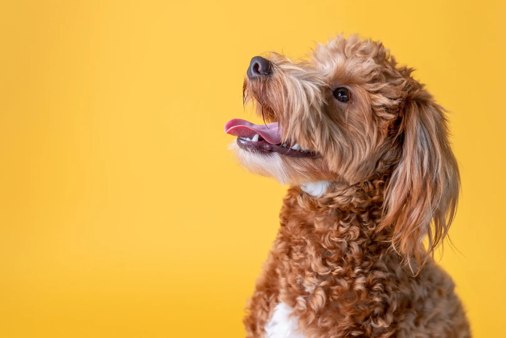 Goldendoodle Profil mit lockigem Fell – Mischung aus Golden Retriever und Pudel