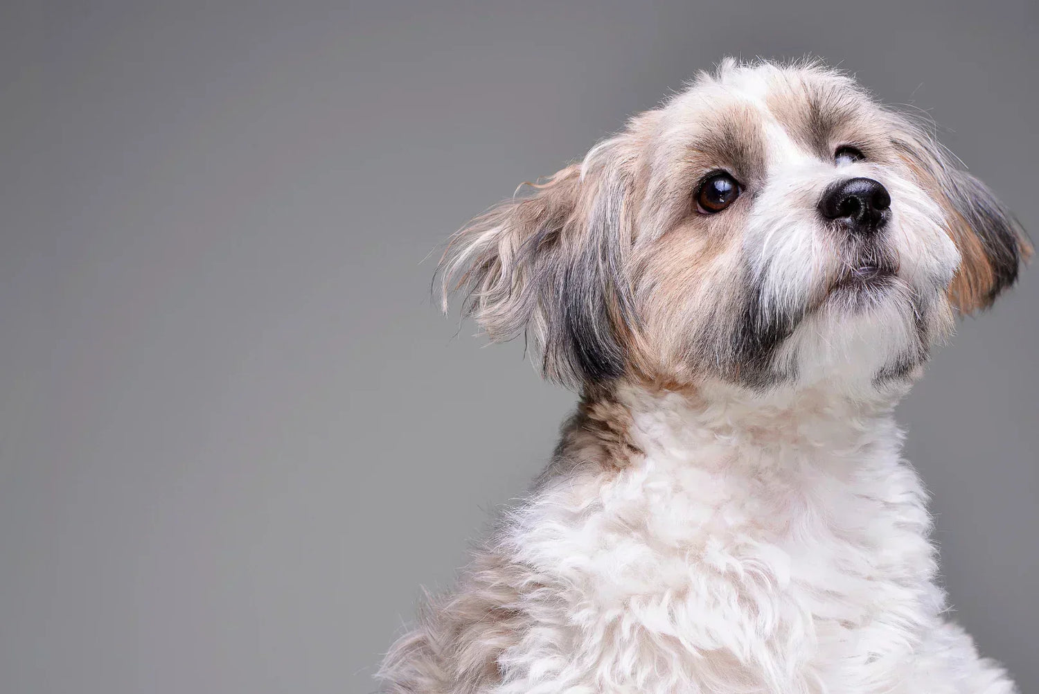 Havaneser Porträt im Studio – weiß-beiges Fell, sanfter Ausdruck, familienfreundlicher Begleithund