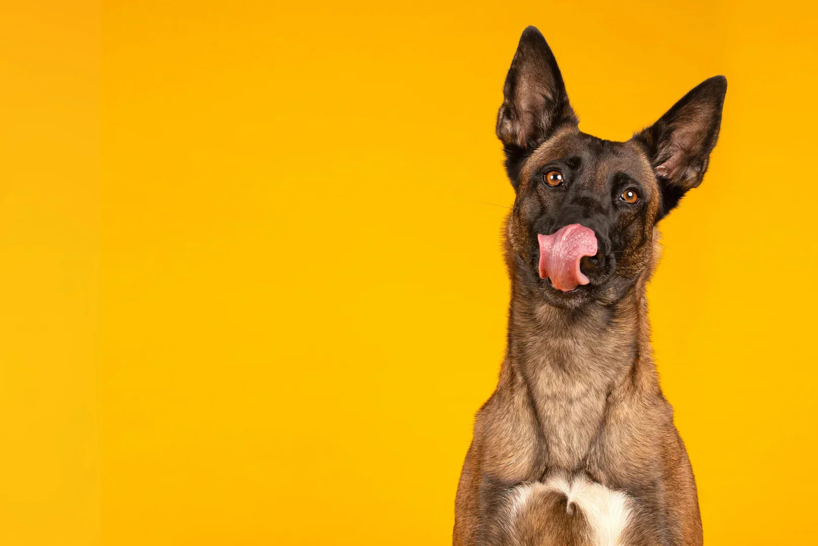 Belgischer Schäferhund Malinois vor gelbem Hintergrund leckt sich die Schnauze – energiegeladene, intelligente Hunderasse