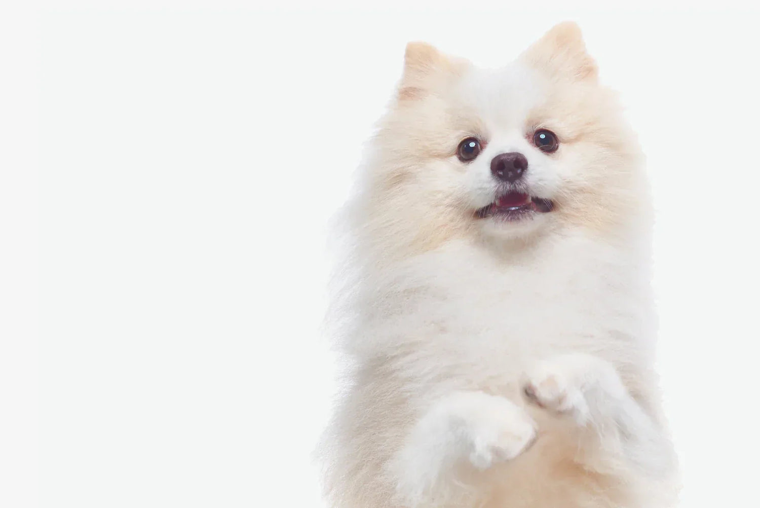 Weiß-cremefarbener Pomeranian (Zwergspitz) auf weißem Hintergrund – freundlicher, kleiner Familienhund