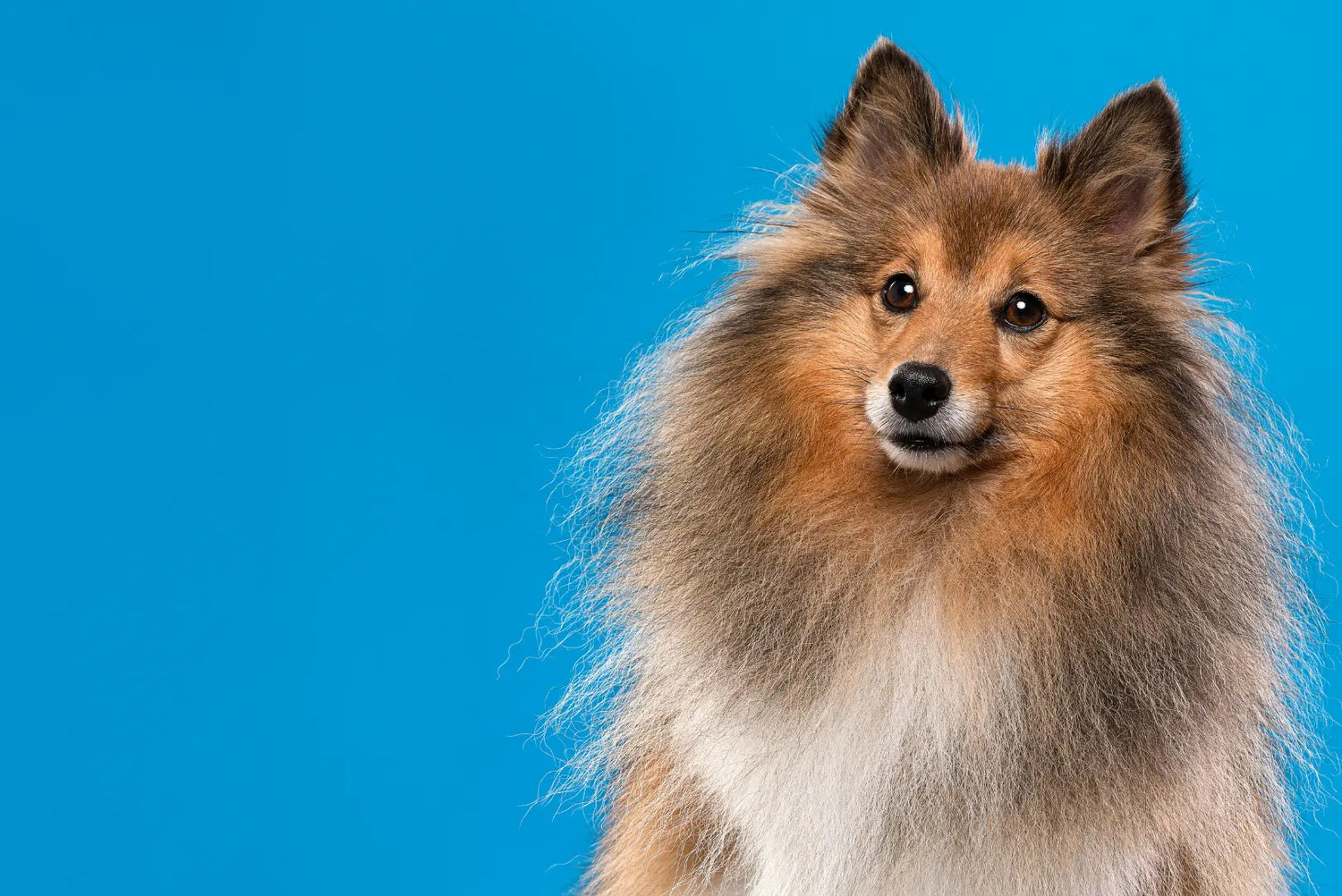 Shetland Sheepdog mit dichtem, langem Fell vor blauem Hintergrund – charakteristische Statur, treuer Blick und elegante Ausstrahlung der beliebten Hütehunderasse.