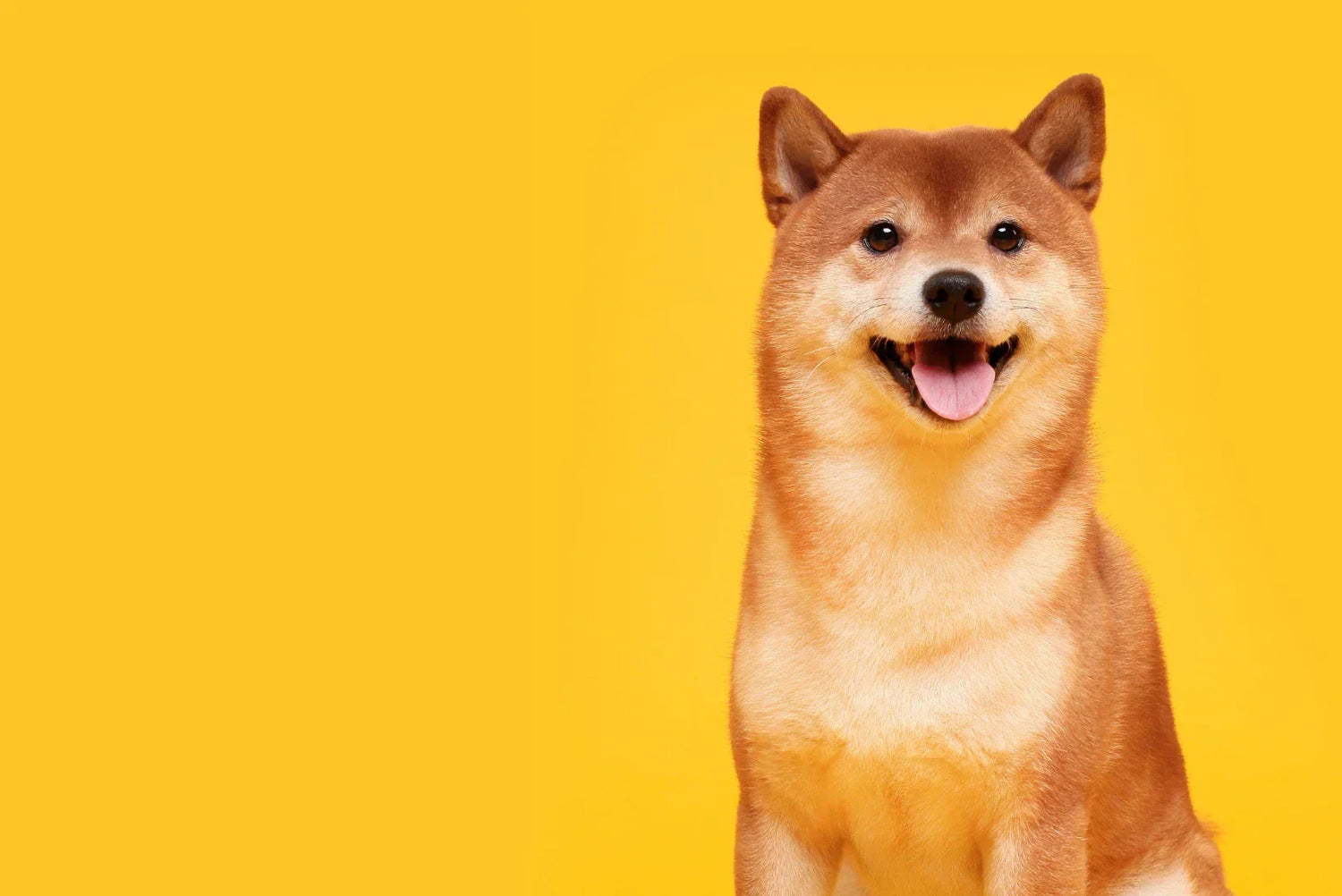 Shiba Inu sitzt vor gelbem Hintergrund und lächelt mit heraushängender Zunge – charakteristischer fröhlicher Ausdruck und rotes Fell.