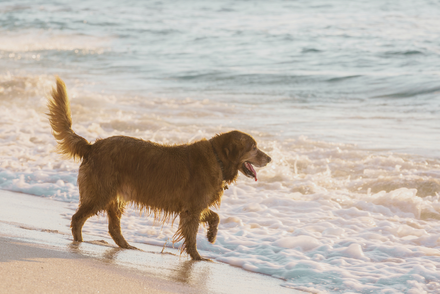 Glücklicher Hund läuft entspannt am Strand entlang und genießt das Meer im Sommerurlaub