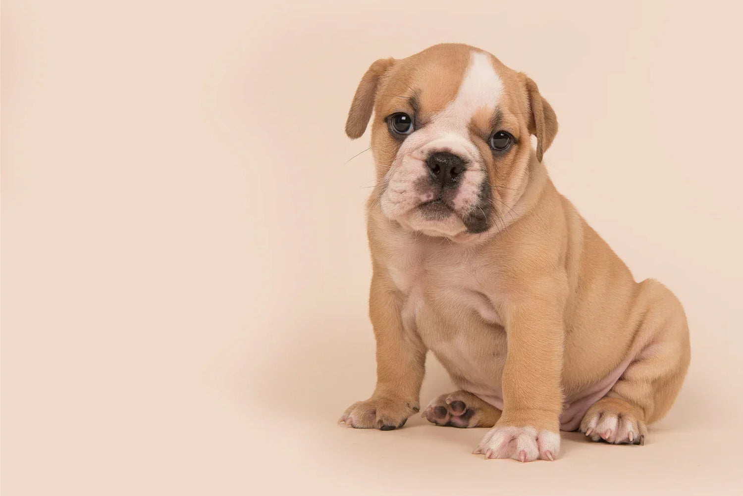 Englische Bulldogge Welpe sitzt vor beigem Hintergrund und schaut neugierig in die Kamera.