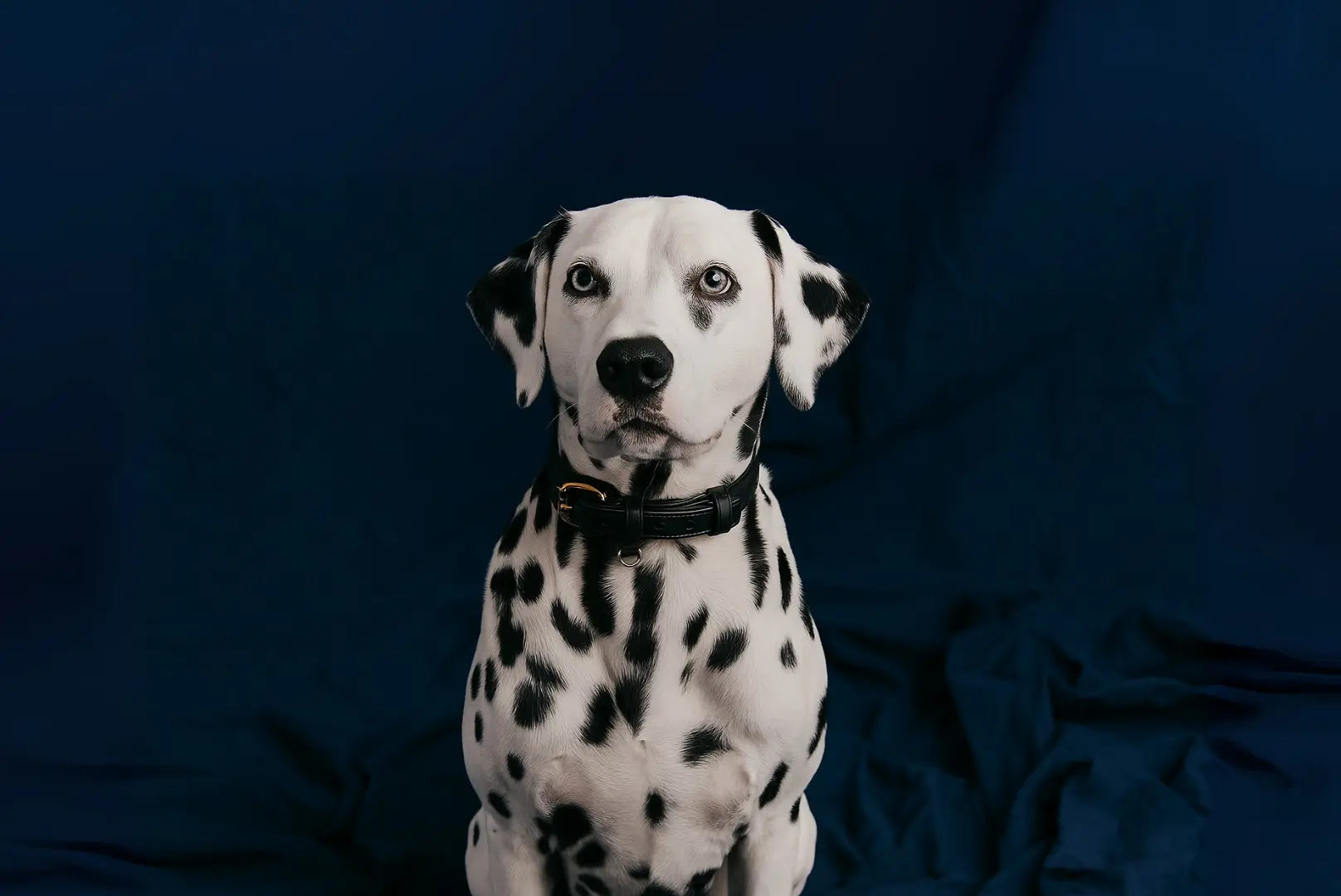 Dalmatiner mit schwarzem Lederhalsband von Siliena vor dunkelblauem Hintergrund.