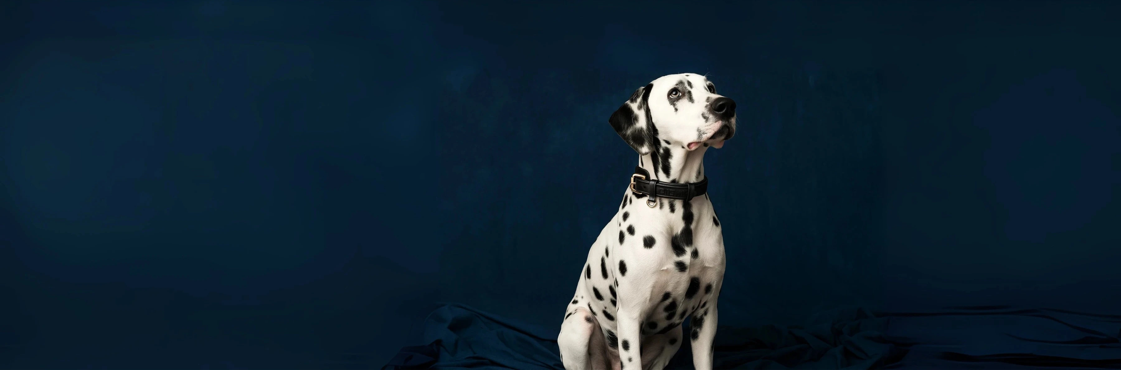 Dalmatiner mit schwarzem Siliena Halsband vor dunkelblauem Hintergrund aufmerksam sitzend.
