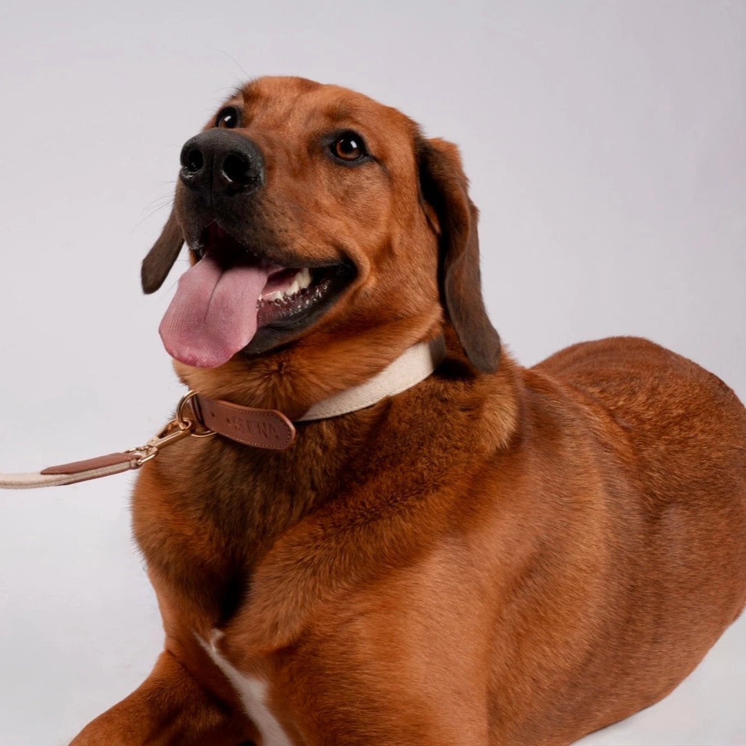Nahaufnahme eines braunen Hundes mit hellbraunem Halsband und Leine, Hund schaut freundlich in die Kamera.