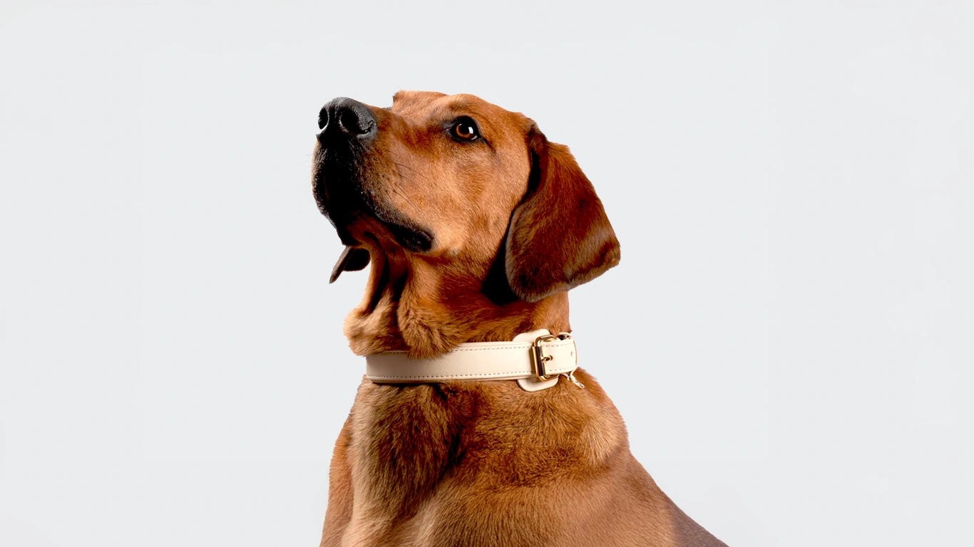 Braunhaariger Hund mit beigem Siliena Lederhalsband vor hellem Hintergrund