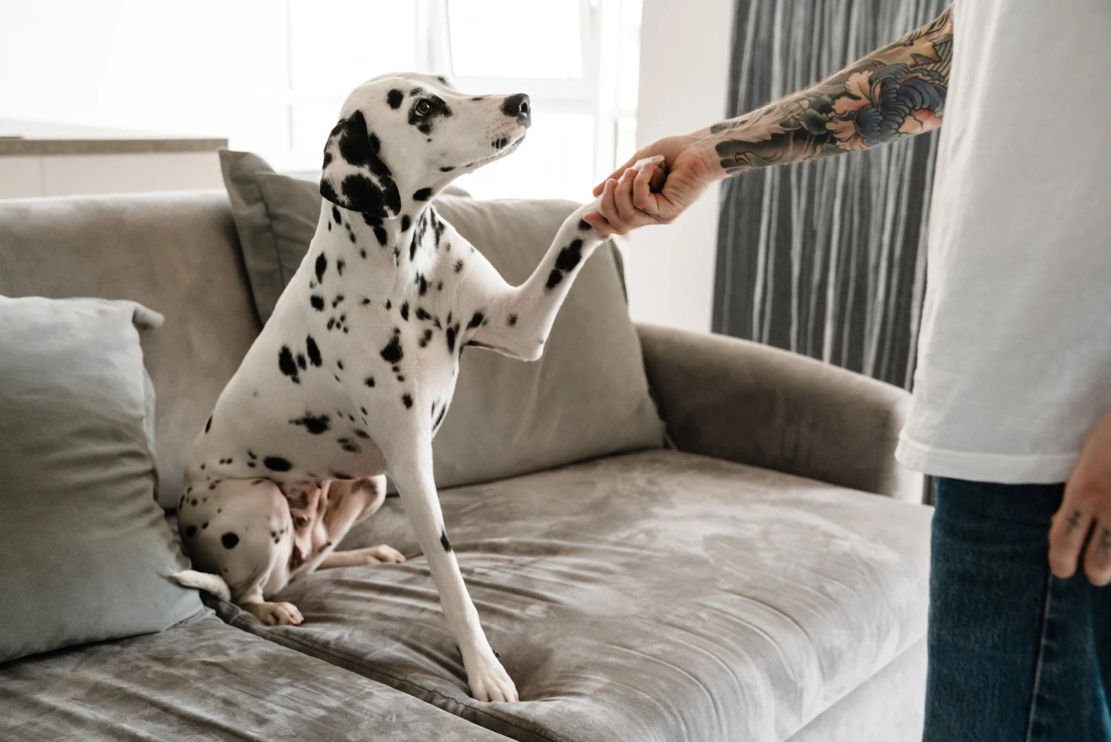 Dalmatiner Hund gibt Pfote auf dem Sofa – Hundetraining im Wohnzimmer, Vertrauen und Bindung zwischen Hund und Halter.