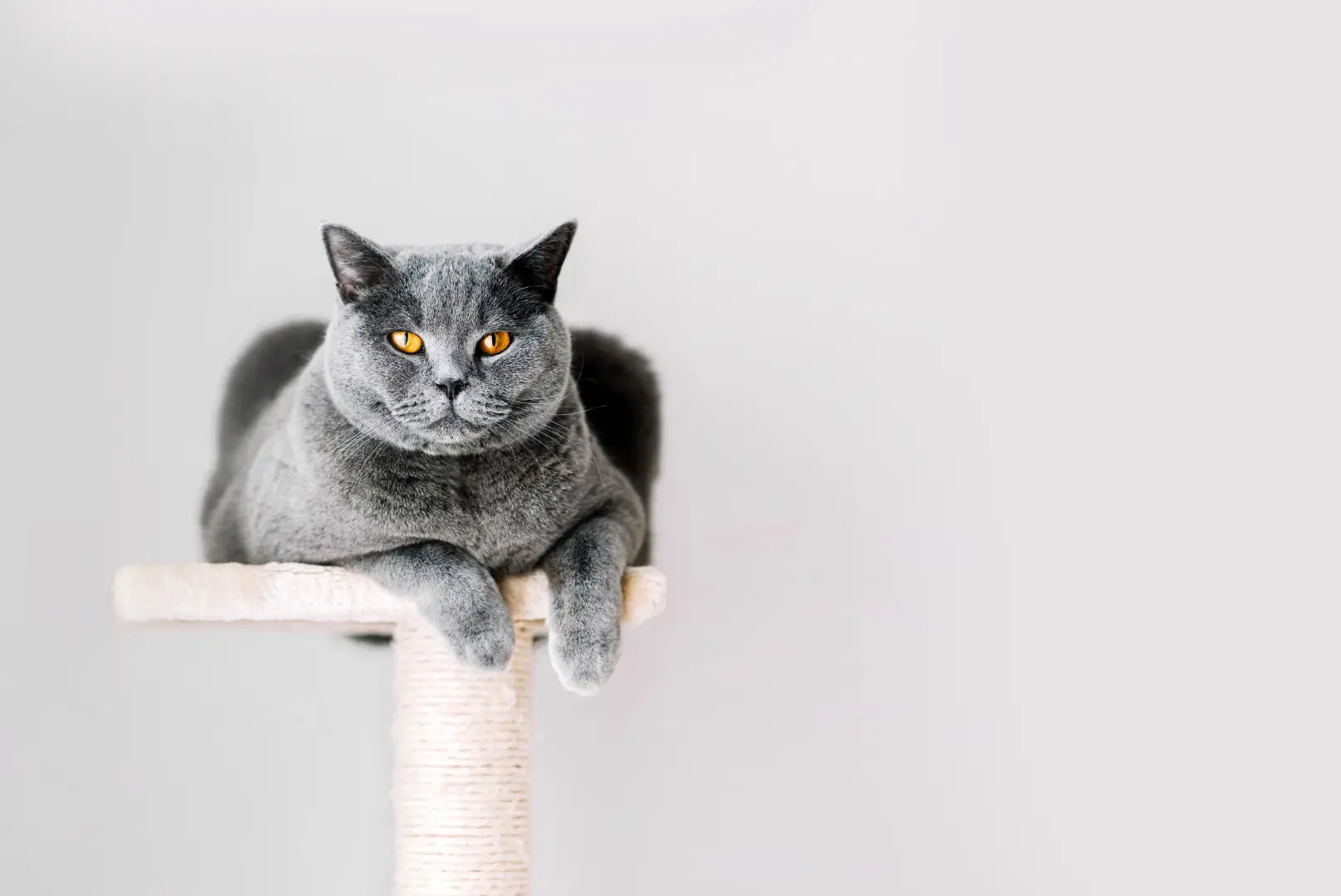 Britisch Kurzhaar Katze auf Kratzbaum.