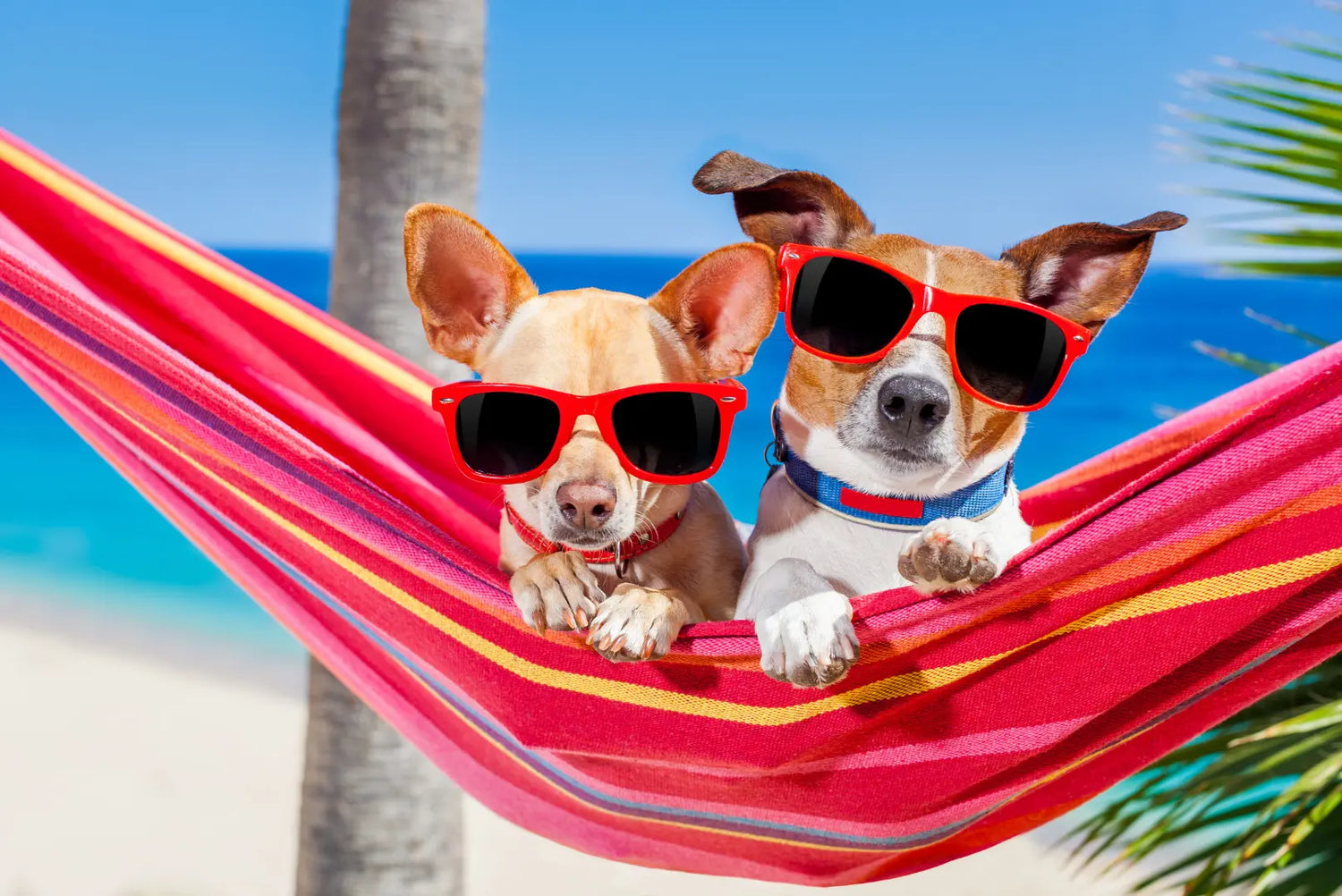 zwei Hunde mit Sonnenbrille in Hängematte am Strand