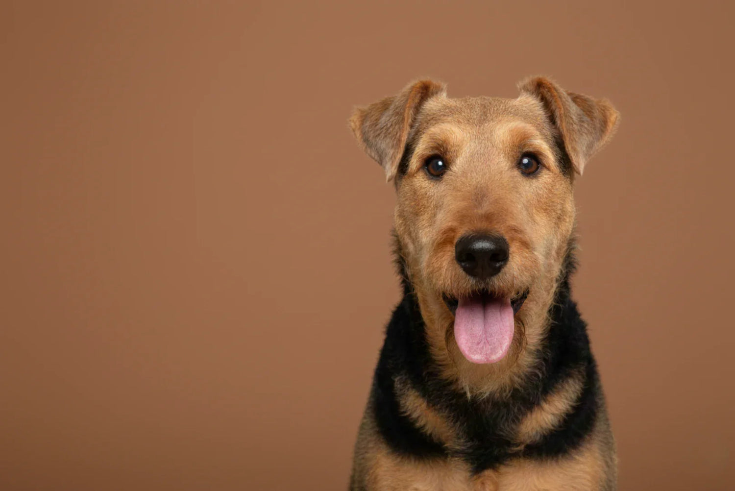 Airedale Terrier Guide: Traits, Training, Care \u0026 Health of the King of  Terriers, image size:1500x1002