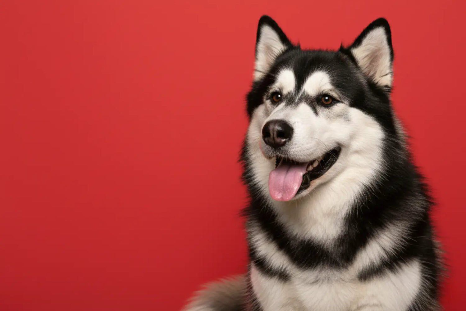 Alaskan Malamute Portrait vor rotem Hintergrund – große nordische Hunderasse
