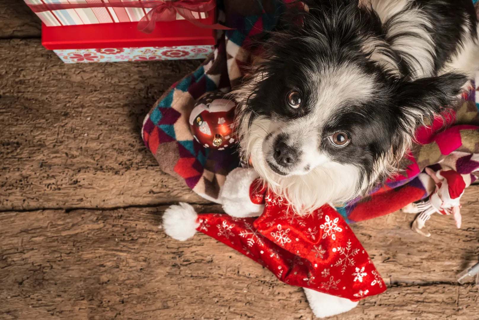 Weihnachten mit Hund – Tipps zu Sicherheit, Ritualen und Geschenken