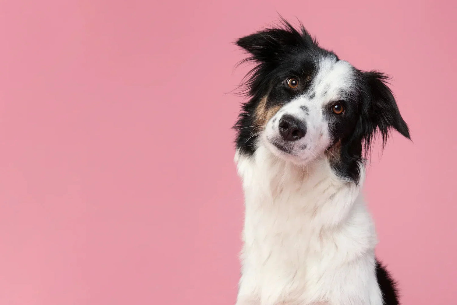 Border Collie mit schwarz-weißem Fell und intelligentem Blick vor rosa Hintergrund – typische Hunderasse bekannt für Agilität, Intelligenz und Hüteinstinkt.