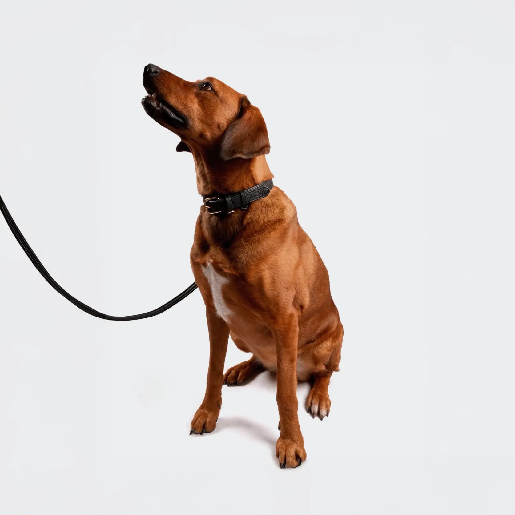 Brauner Hund sitzt an schwarzer Leine und trägt das Siliena Classic Hundehalsband in Schwarz.