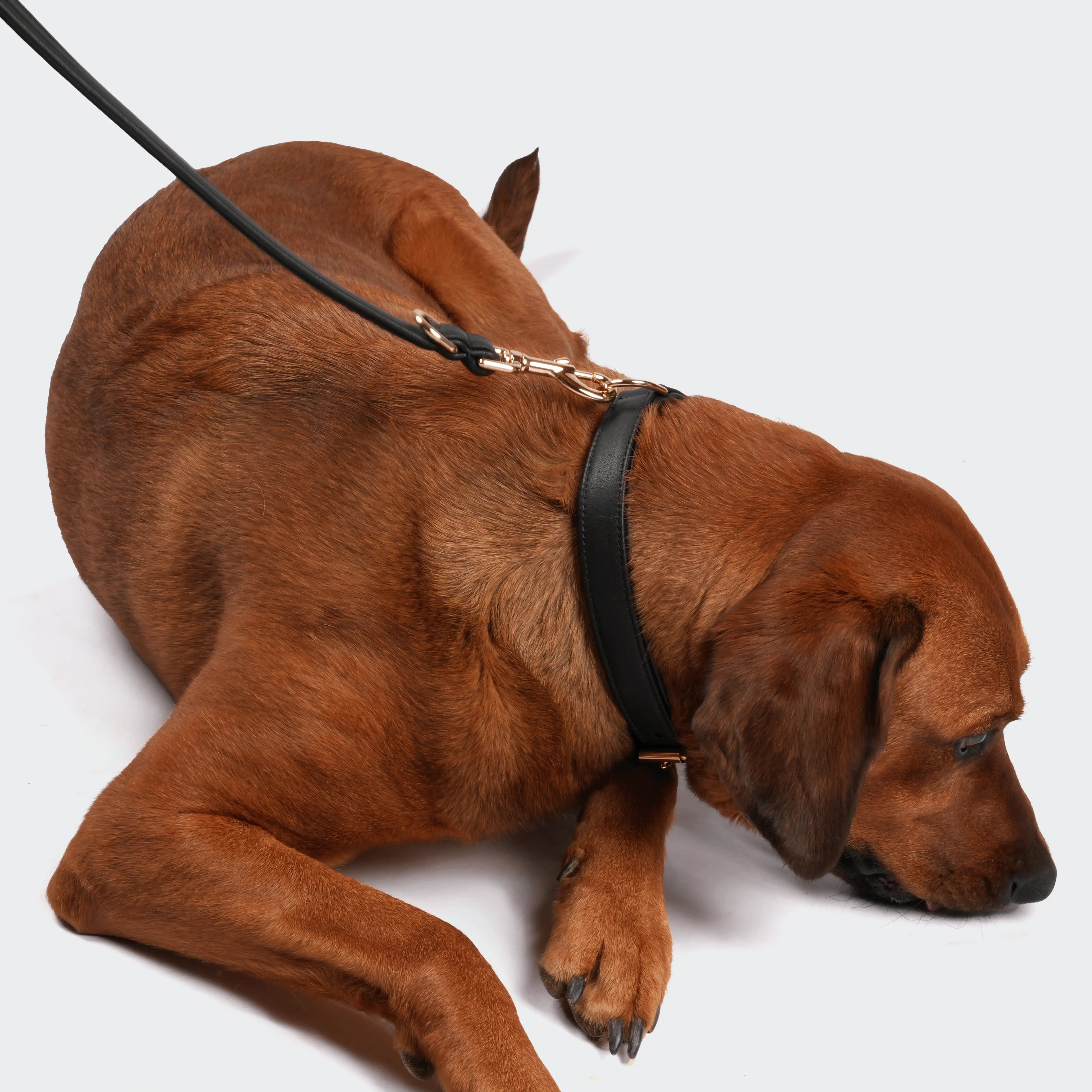Hund liegt auf dem Boden mit angeleintem schwarzem Hundehalsband aus Echtleder.