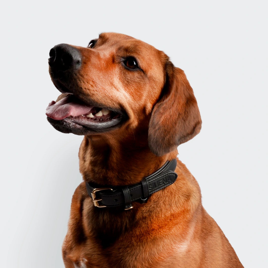 Hund mit schwarzem Hundehalsband aus Echtleder und goldener Schnalle, aufrecht sitzend mit Blick zur Seite.