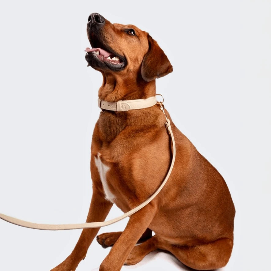 Hund mit passendem Siliena Halsband und Leine in Beige im Set, sitzend vor hellem Hintergrund
