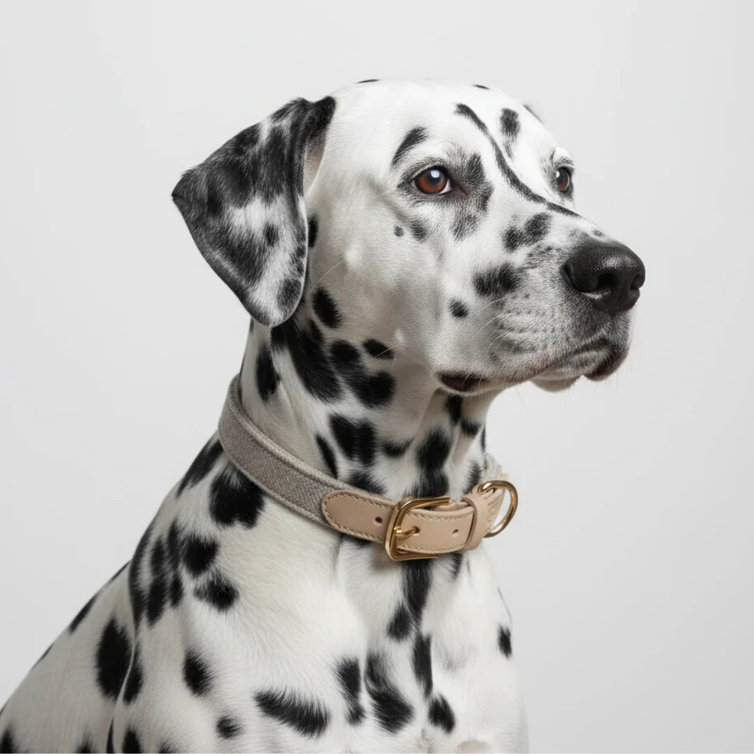 Dalmatiner trägt Hundehlasband Light Beige von Siliena