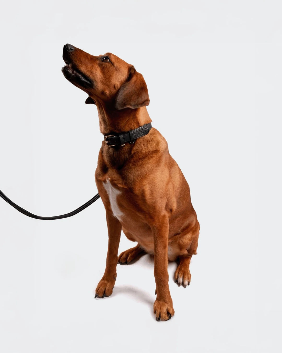 Brauner Hund mit schwarzem Siliena Hundehalsband und Leine im Studio vor weißem Hintergrund – sitzend und aufmerksam