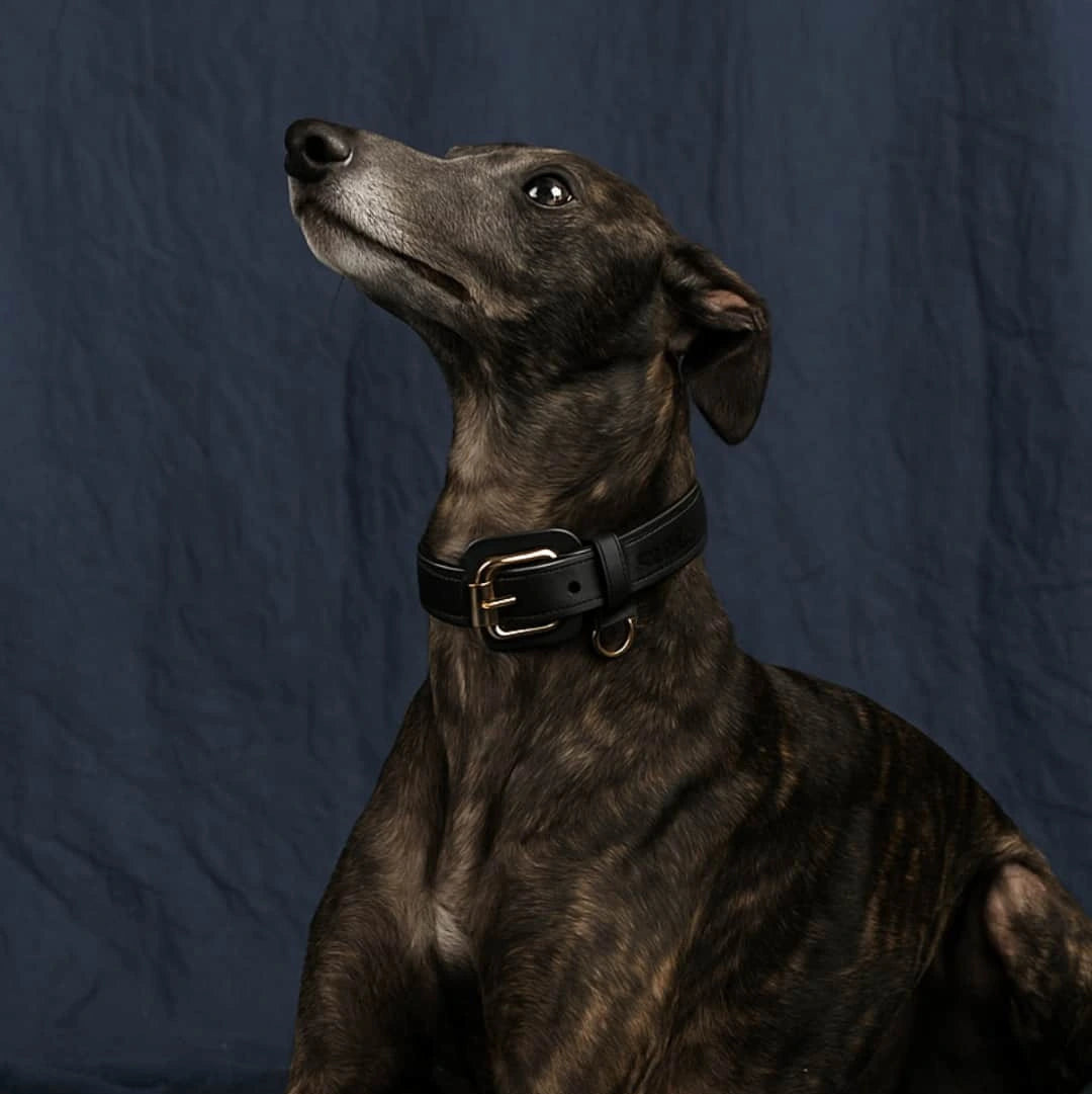 Eleganter Windhund mit schwarzem Siliena Hundehalsband aus Echtleder vor dunkelblauem Hintergrund